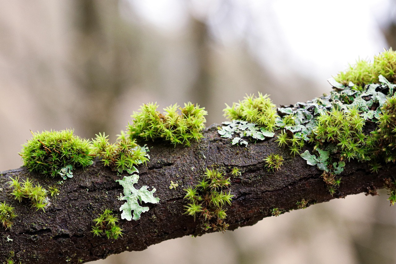 Learning from Lichen: The Wisdom of Slow Alliance