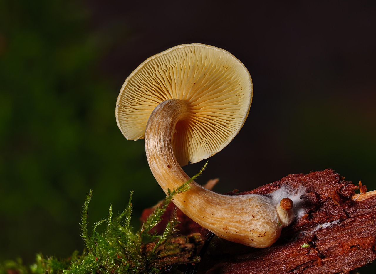 Mycelium as a Model: Rethinking Connection in a Lonely Age