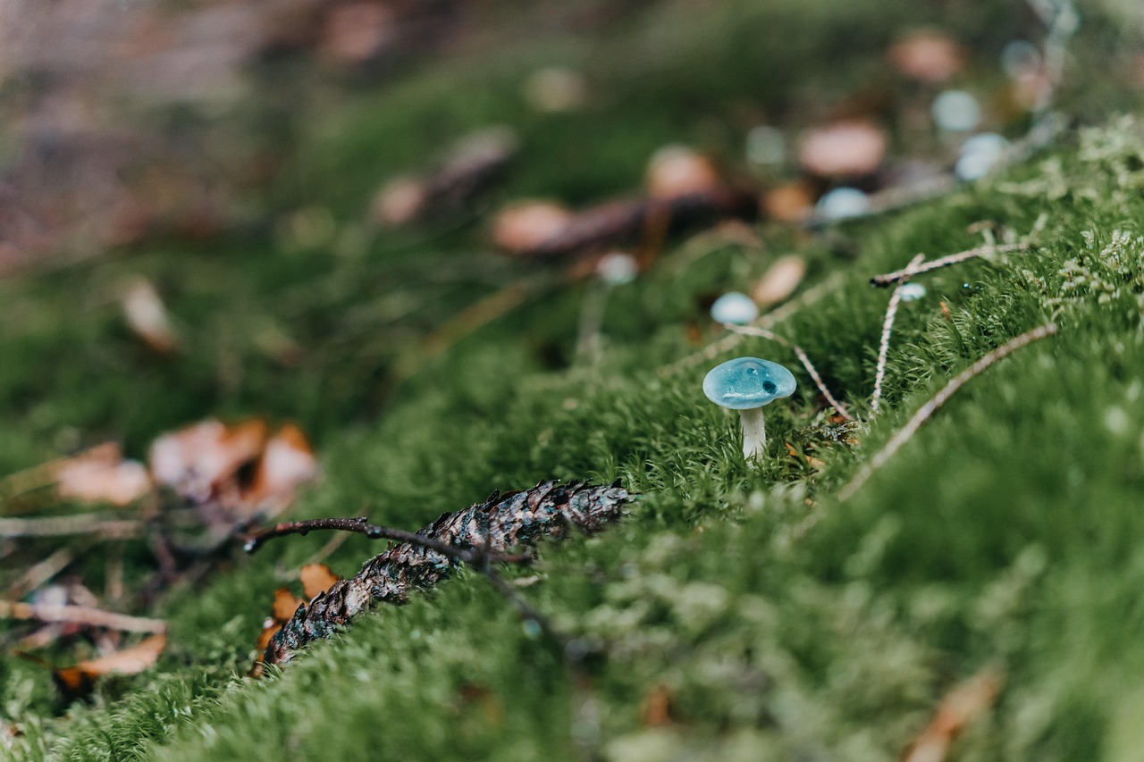 Reading the Forest Floor: A Case for Paying Attention to Small Things