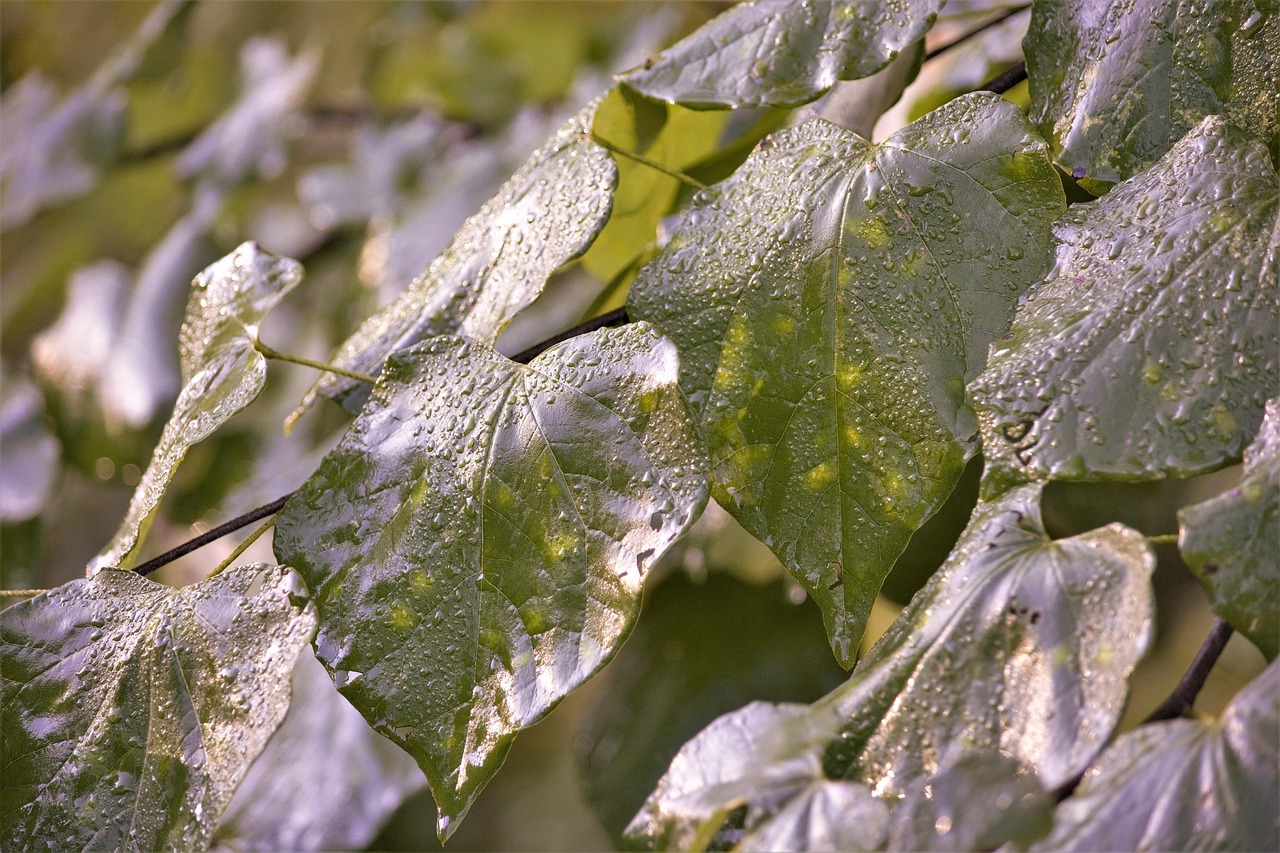 The Art of Noticing Weather: A Practice in Being Here
