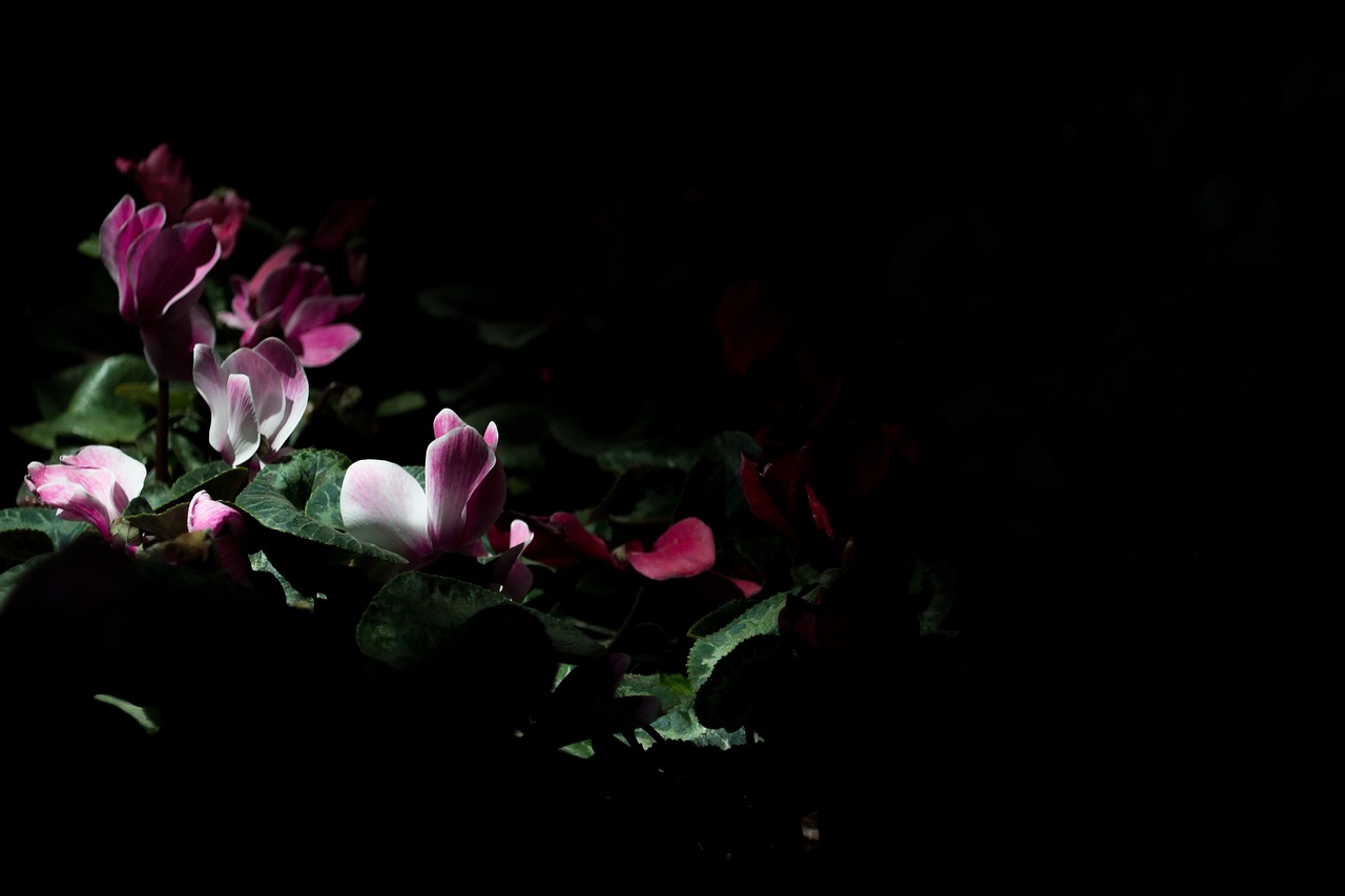 The Night Garden: What Darkness Teaches About Rest