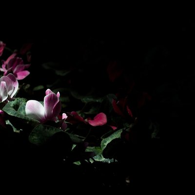 images