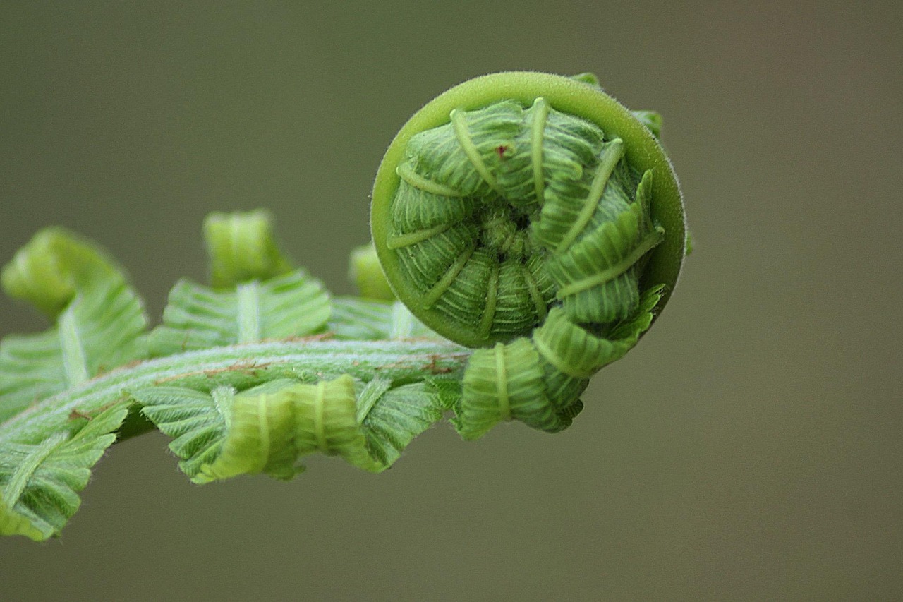 The Patience of Ferns: What Unfurling Taught Me About Timing
